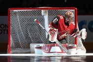 Detroit Red WIngs v Arizona Coyotes